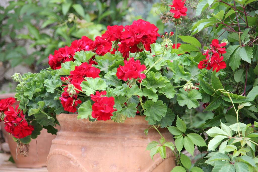 una olla llena de flores rojas en un jardín en Porto Katsiki Guest Houses, en Athani