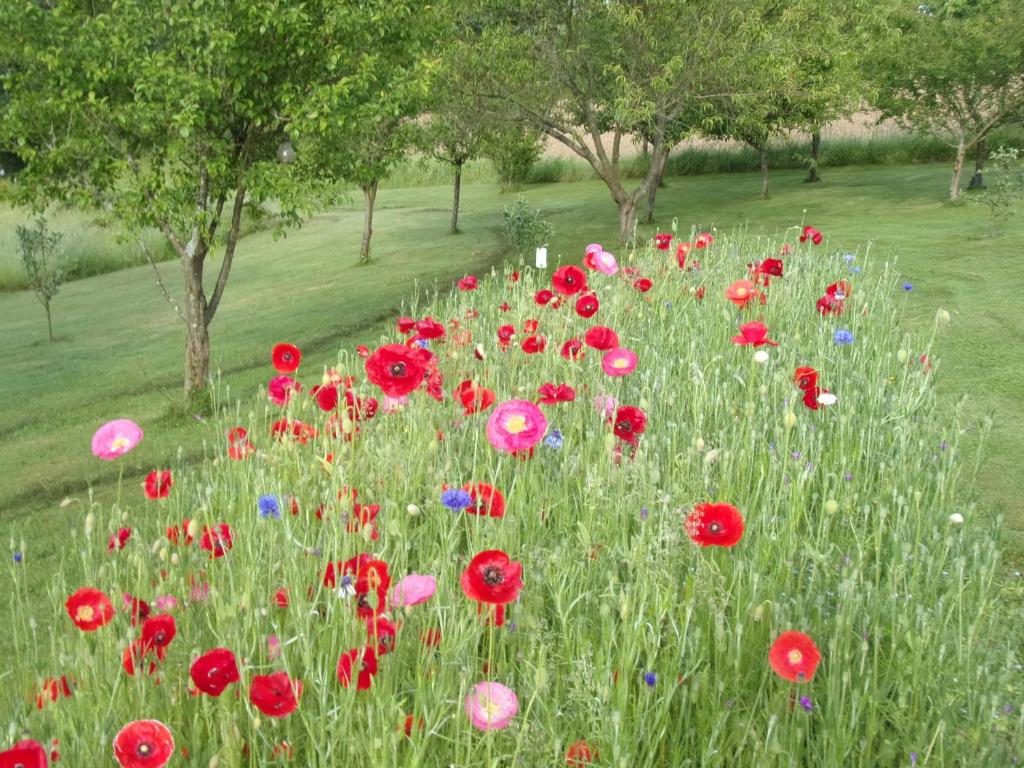 un campo de flores rojas en un campo de hierba en Chambres d'Hôtes La Chouette, en Sainte-Anne-Saint-Priest