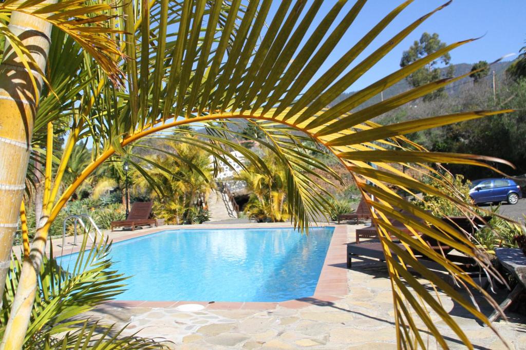 a large palm tree next to a swimming pool at Casa Rural Los Geranios 1 in Tijarafe