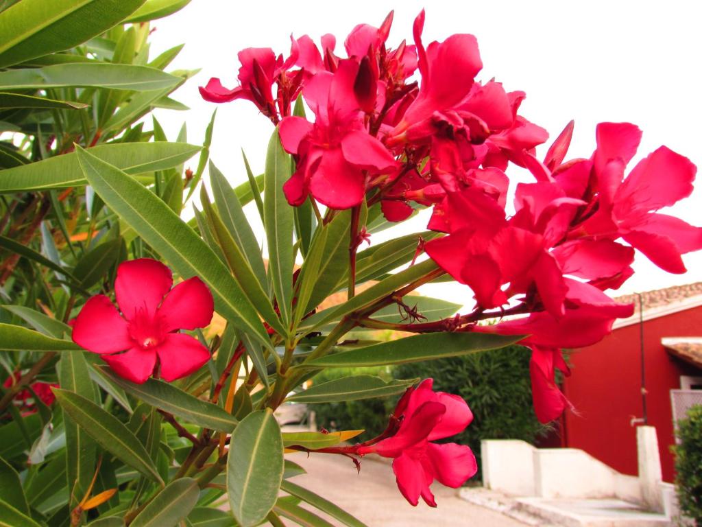 A garden outside Kallopsia - Glifada Beach Menigos Resort by New Era