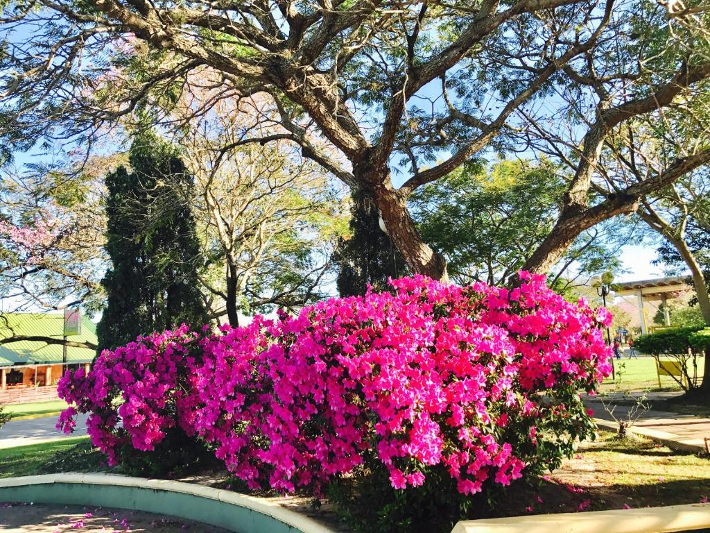 un ramo de flores rosas delante de un árbol en Departamentos temporarios Mirasol lll Federaciòn en Federación