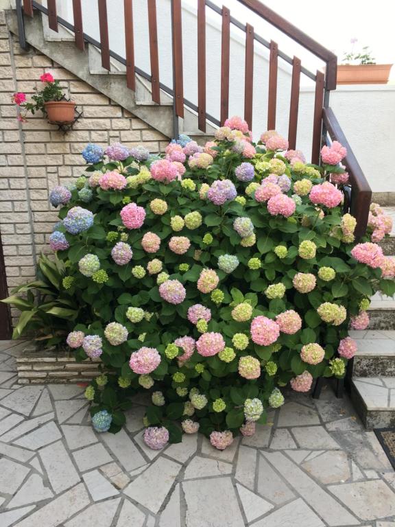 Zahrada ubytování Apartments Vlasta