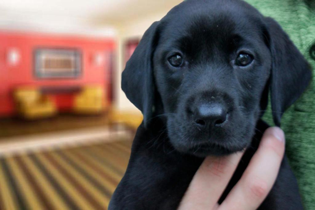 a person holding a black labrador retriever dog at Extended Stay America Select Suites - Orlando - Lake Mary - 1040 Greenwood Blvd in Lake Mary