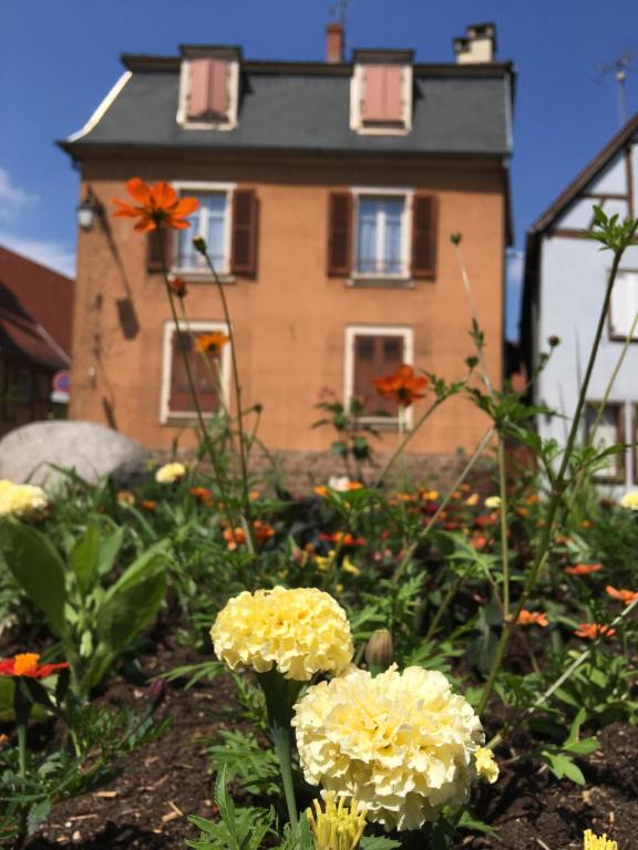 Finala Colmar – photo 14