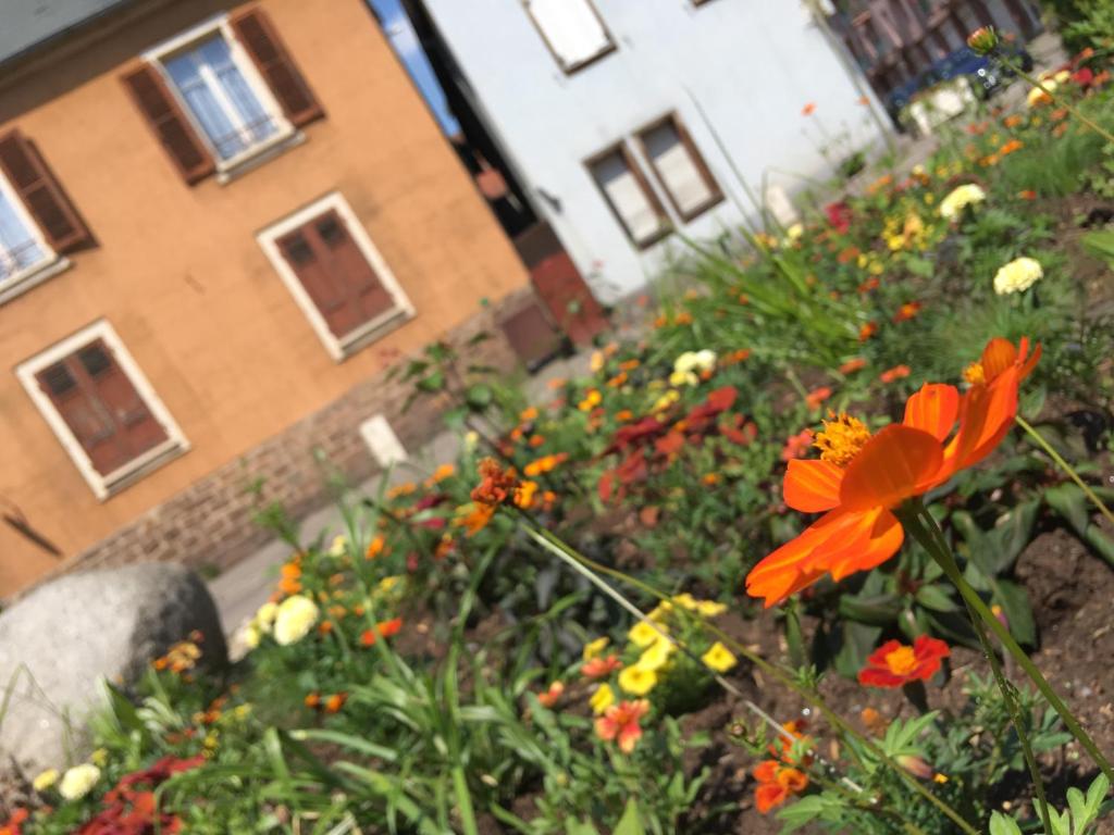 Finala Colmar – photo 15