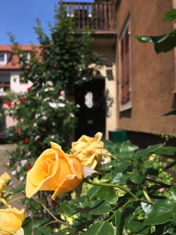 Finala Colmar – photo 17