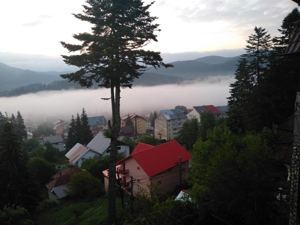 プレデアルにあるVilla Milcovの霧の丘の上に樹木がある町