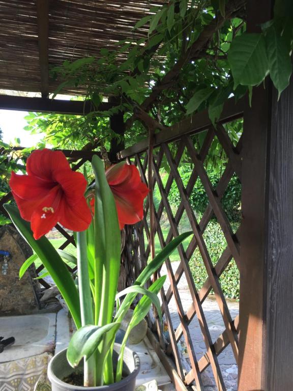 Zahrada ubytování Il Ghiro B&B