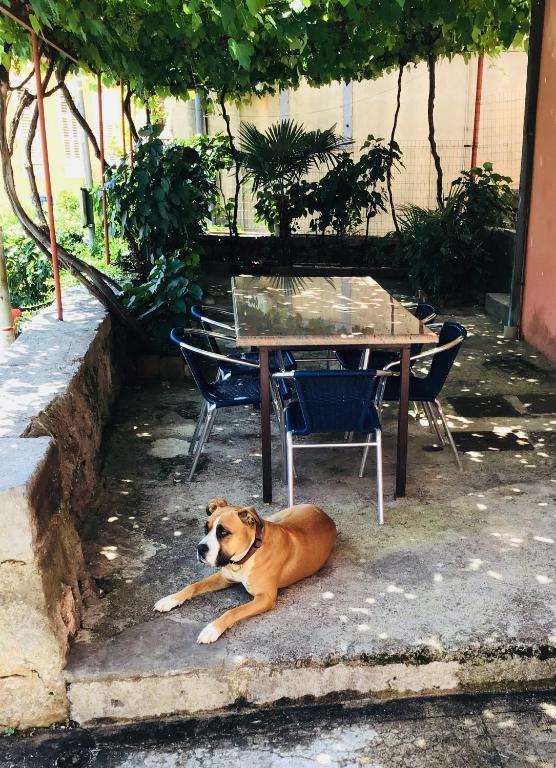 a dog laying on the ground next to a table at Apartment Thor in Opatija
