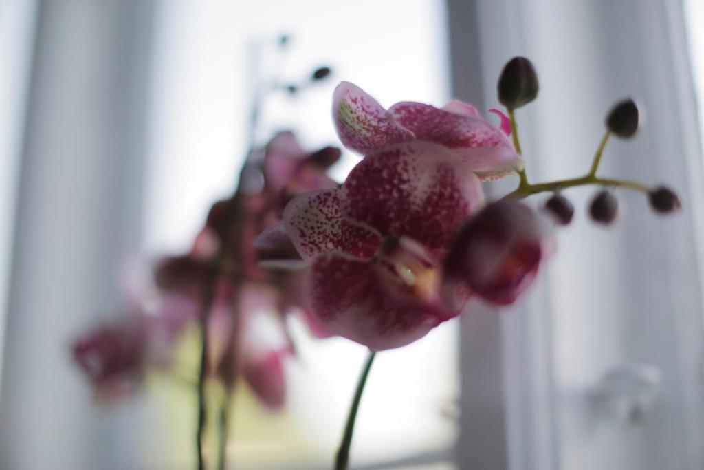 Fotografie z fotogalerie ubytování Skovshoved Hotel v destinaci Charlottenlund