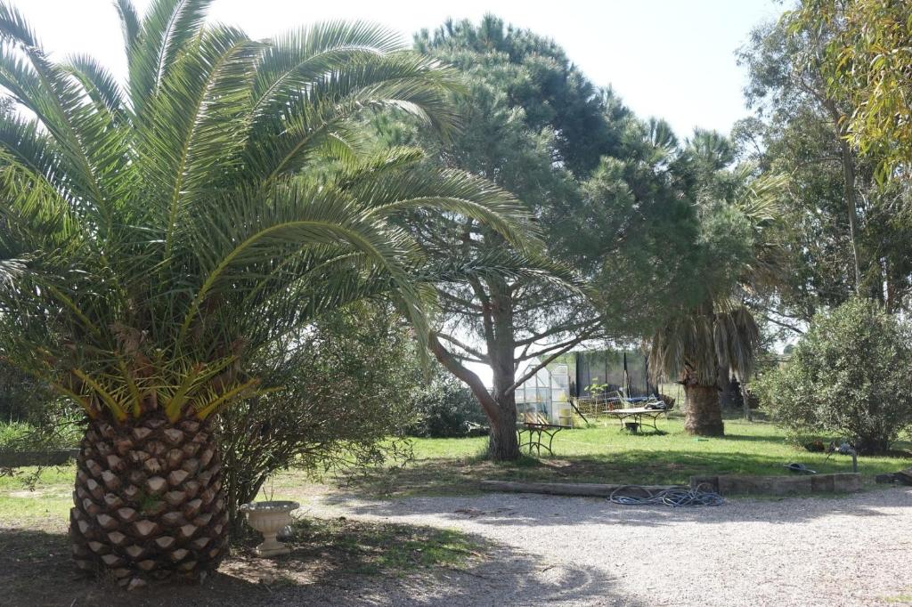 uma palmeira no meio de um parque em Mas du Roc em Saint-Nazaire