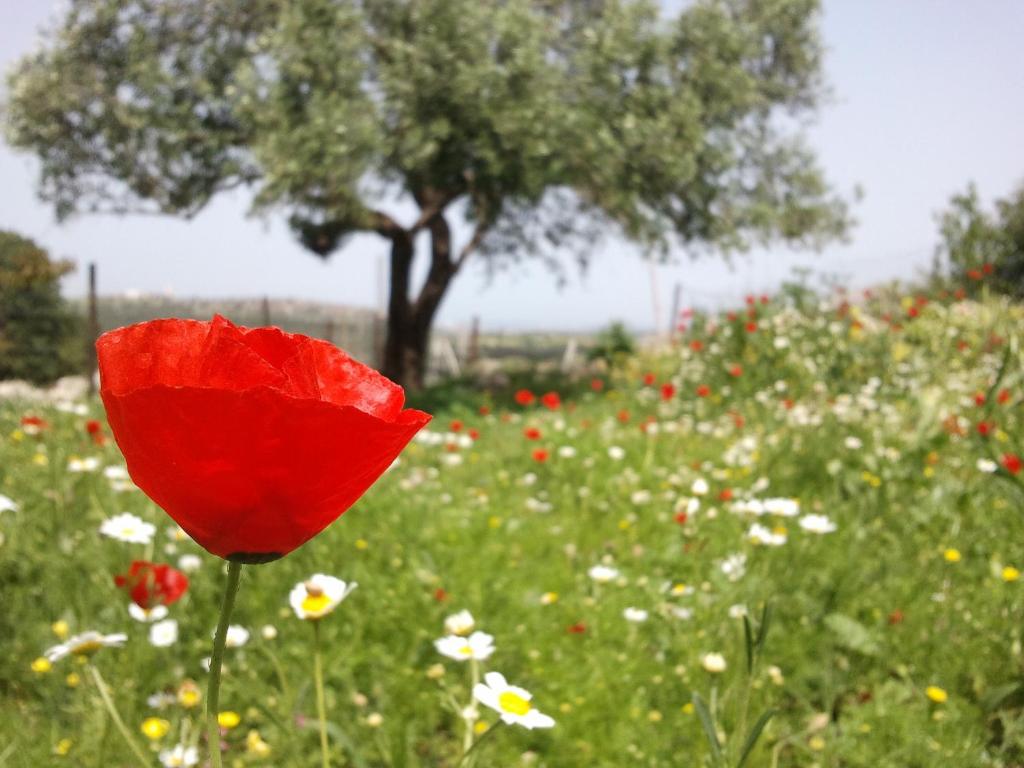 Zahrada ubytování Galilee Bedouin Camplodge