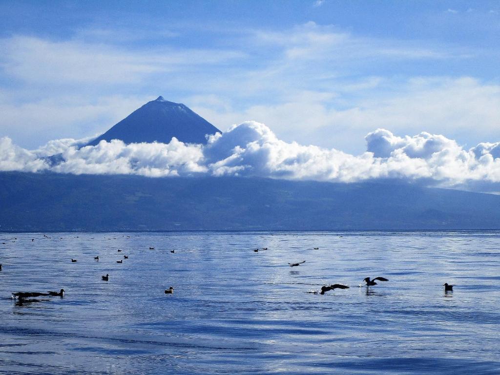 a group of birds in the water with a mountain at Vila Holanda Bed & Breakfast in Santo António