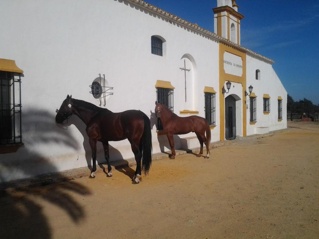 due cavalli in piedi di fronte a un edificio di Hacienda La Indiana a Los Palacios y Villafranca