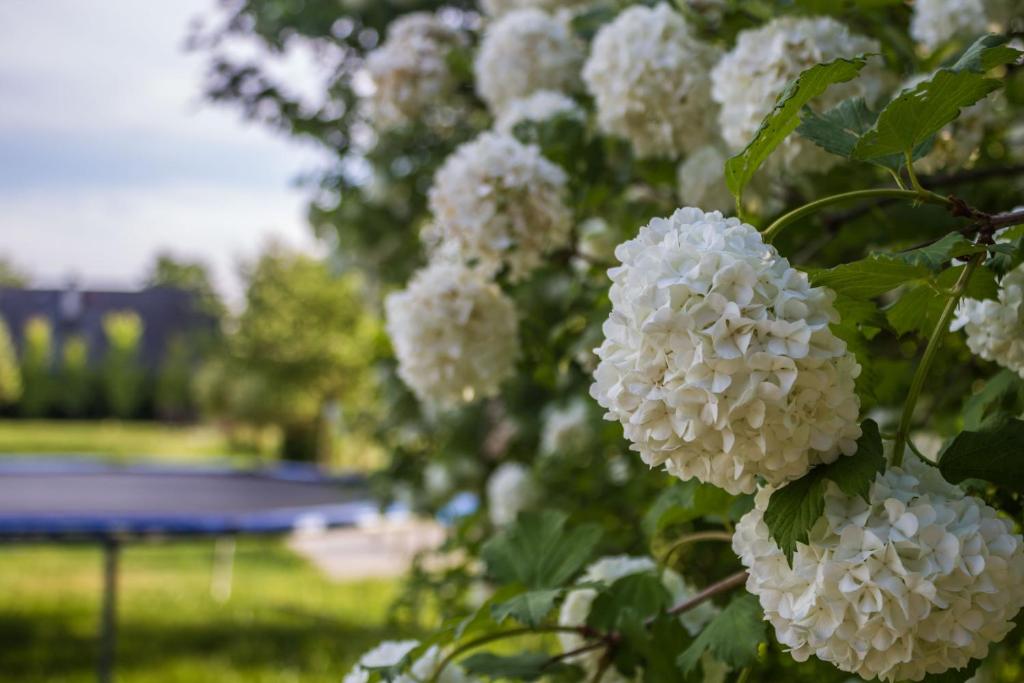 Ogród w obiekcie Vila Les Kralovstvi