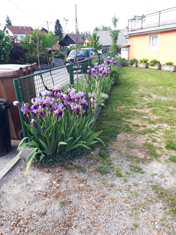 Zahrada ubytování IRIS Room & Apartment