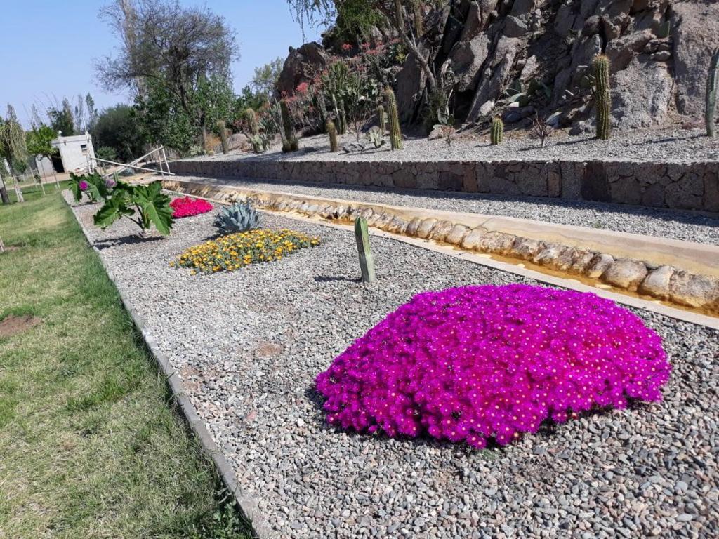 奇萊西托的住宿－Cabañas Don Roque，花园,在地面上种有粉红色的花朵