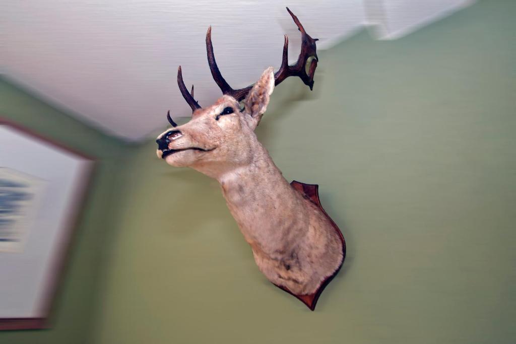 uma cabeça de veado de taxidermia pendurada numa parede em Hotel 'T Hert em Genk