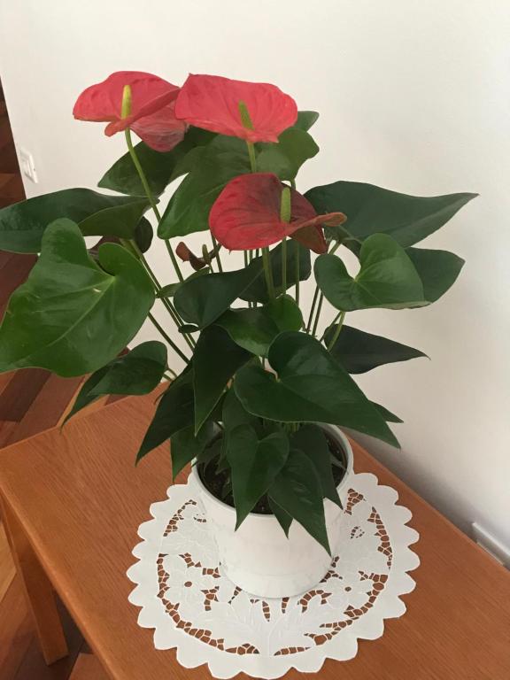 Apartment Maria - free garage - 2