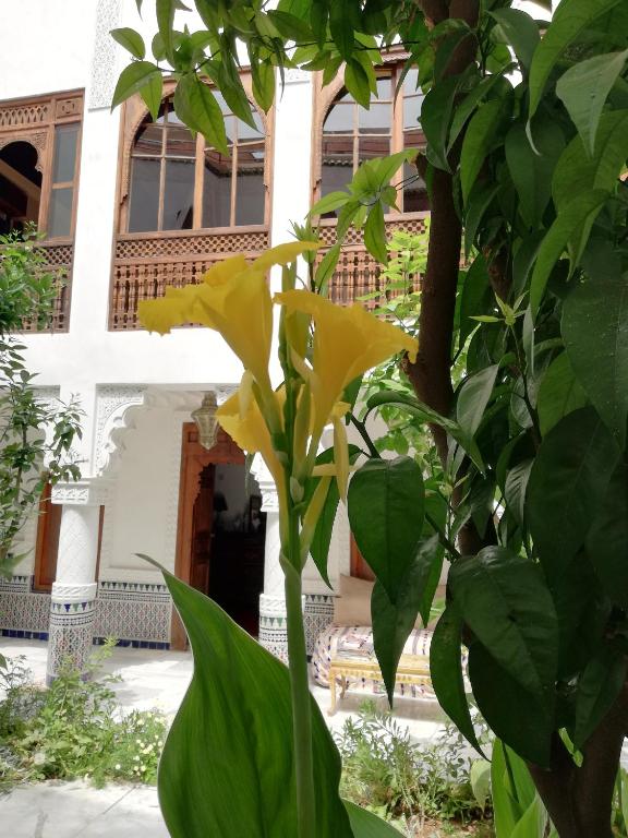 Zahrada ubytování Riad Ben Youssef