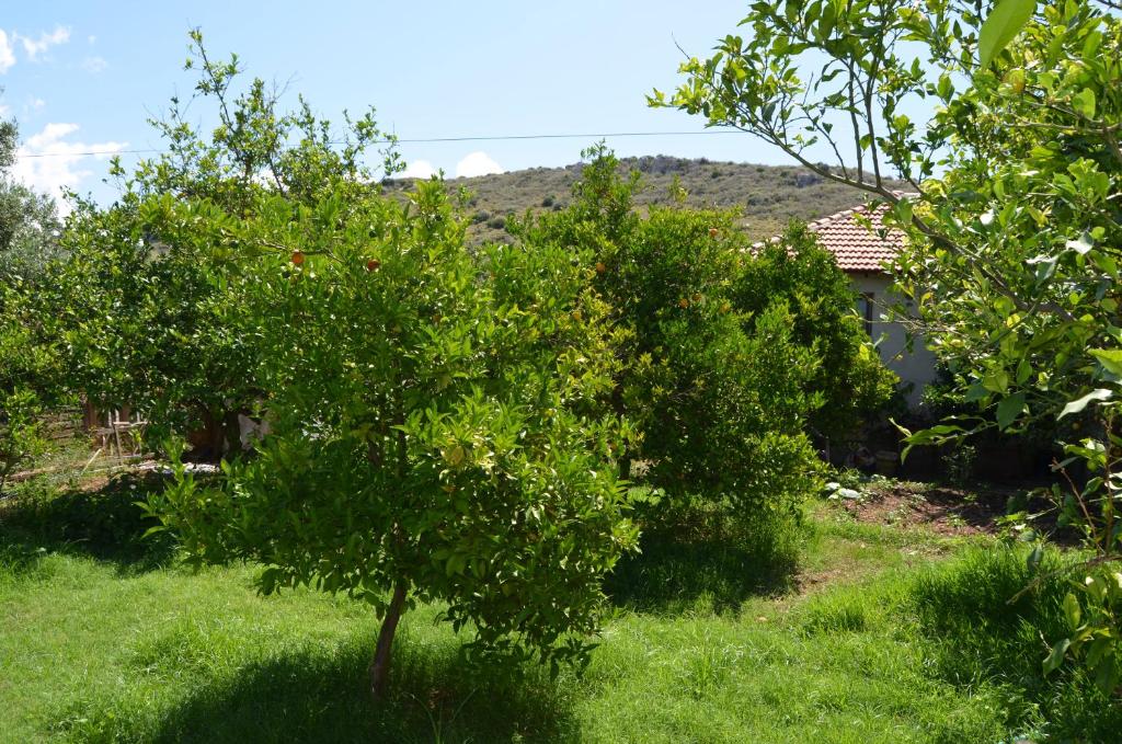 an apple tree in the yard of a house at Beyoglu Pansiyon in Patara