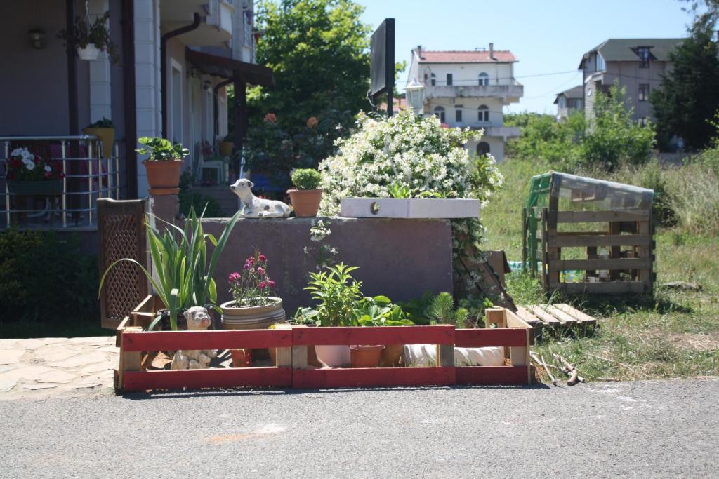 A garden outside Sapphire Hotel