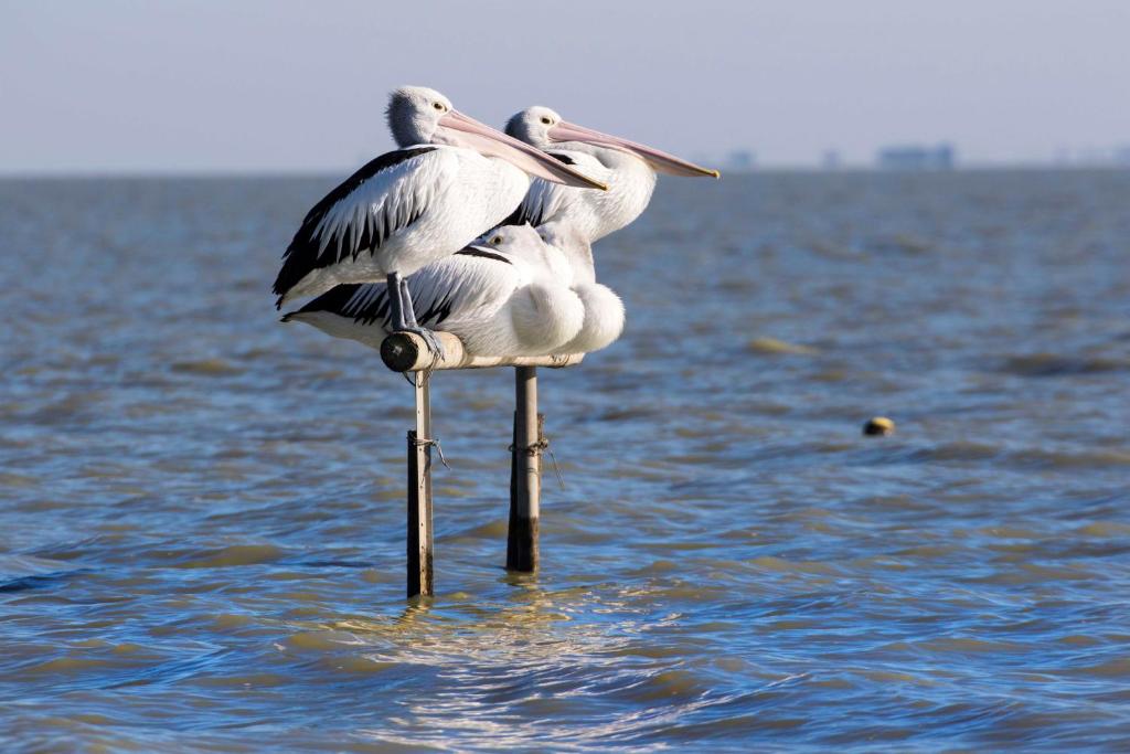 Gallery image of Pelican Perch Retreat in Meningie