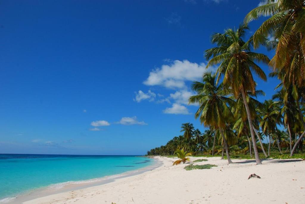 a beach with palm trees and palm trees at Saona Beach House - Bed and Breakfast in Mano Juan