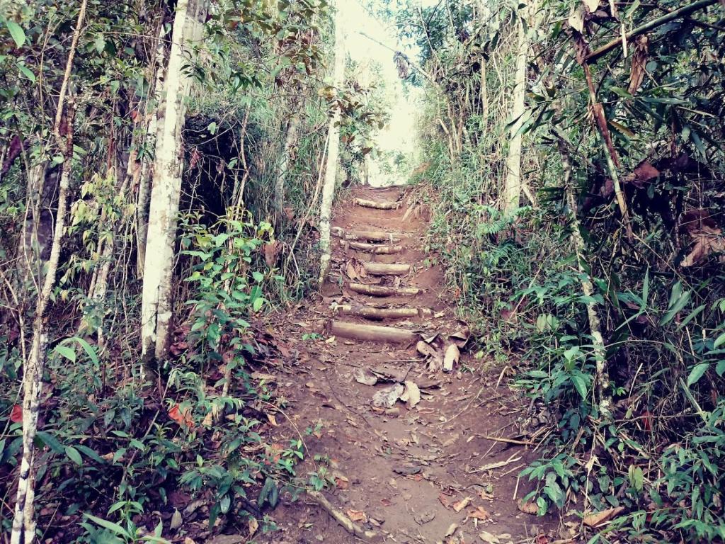  Canto dos Pássaros