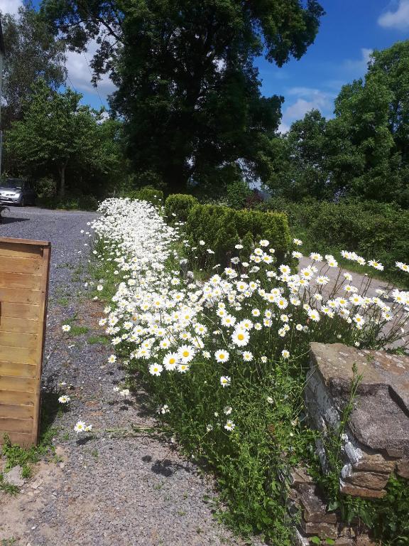Zahrada ubytování Annaswood B&B