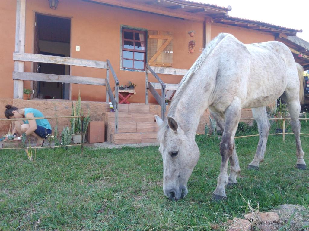 un caballo pastando en la hierba frente a una casa en Sítiio São Miguel projeto agroecológico, en Caconde