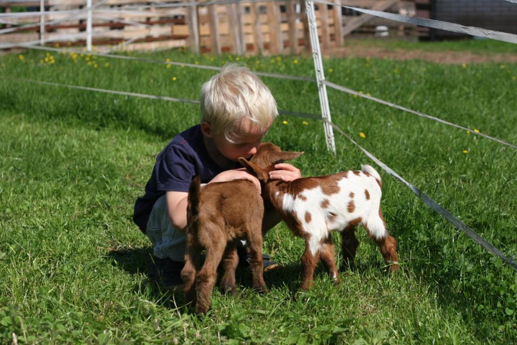 Domácí mazlíčci ubytovaní s hosty v ubytování Farma Basarovi