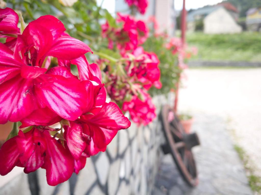 Zahrada ubytování Casa Ardeleana
