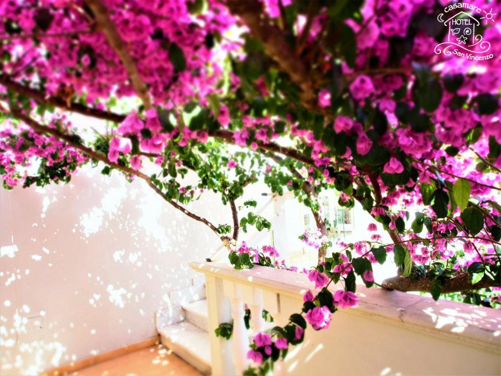 różowe kwiaty wiszące na drzewie w obiekcie Casamare Hotel w mieście San Vincenzo