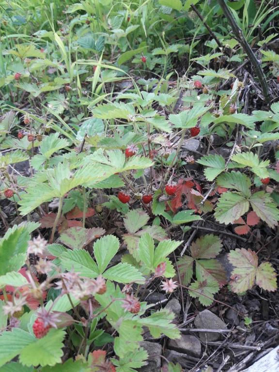 Zahrada ubytování Sadyba Cherry