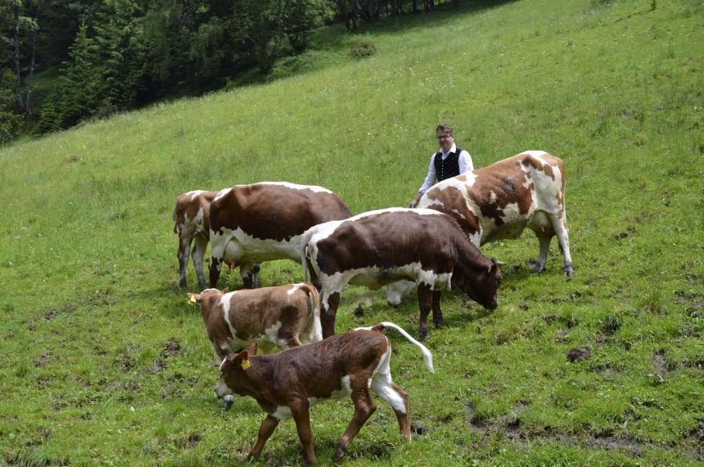Zvířata v penzionu nebo okolí