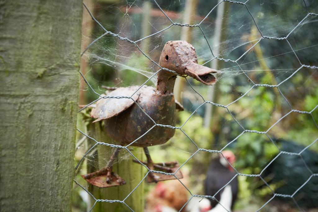 Animals at the bed & breakfast or nearby 