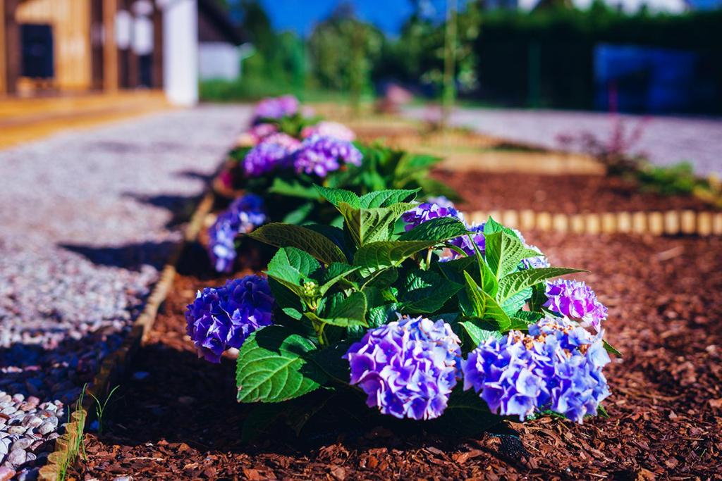 ミコワイキにあるApartamenty Wiatr i Wodaの紫花の列