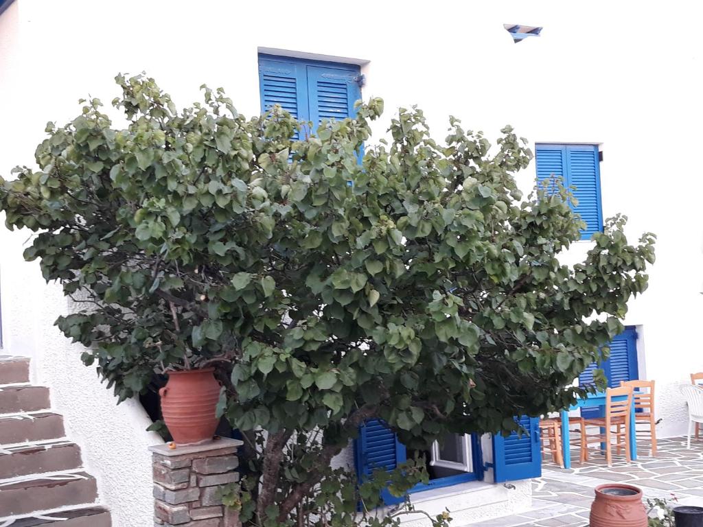 Zahrada ubytování Holidays in Paros