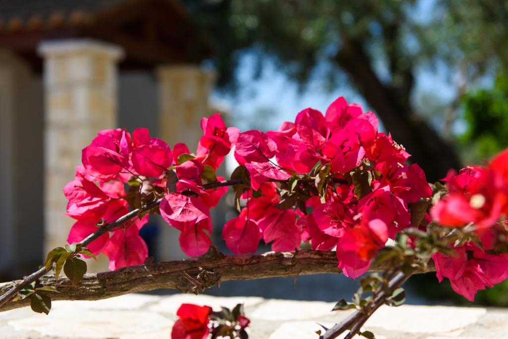 Zahrada ubytování Tesori Dassia Villas