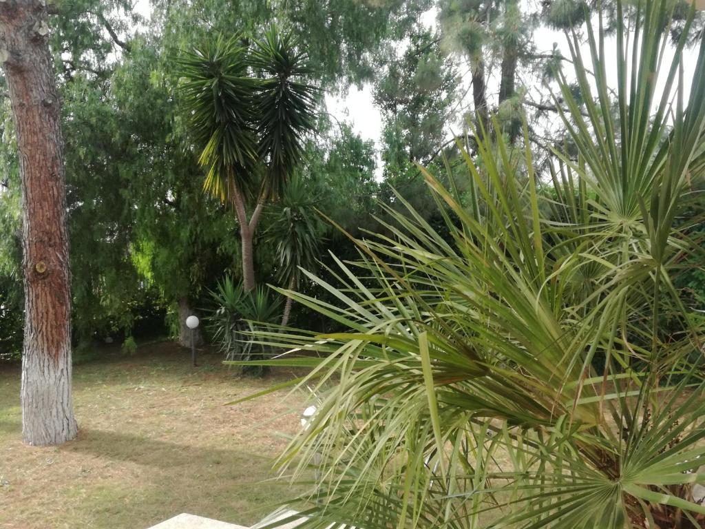 The Orange Groove - 19