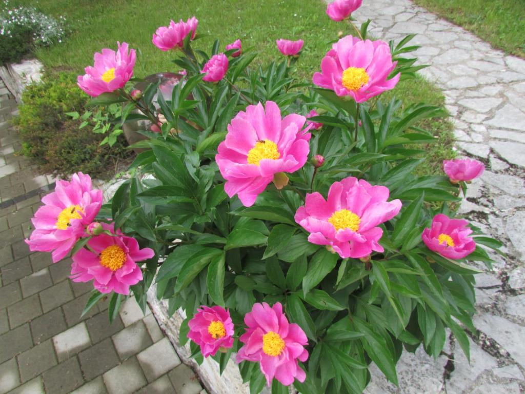 Guest House Nenad - 12