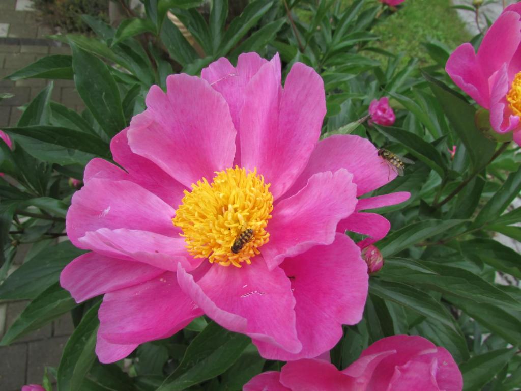 Guest House Nenad - 17