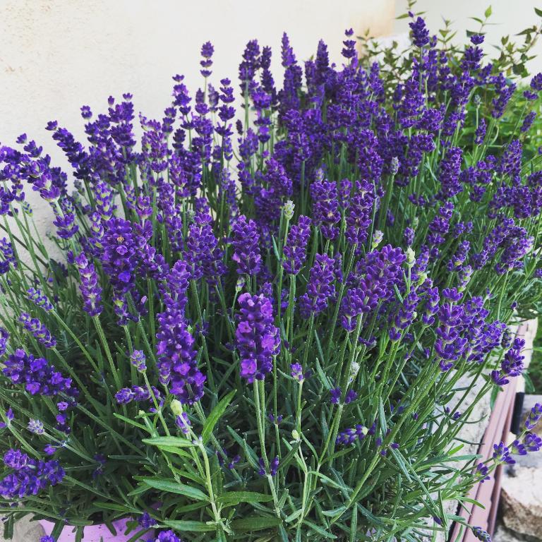 Zahrada ubytování Sa Murta Bianca Guesthouse