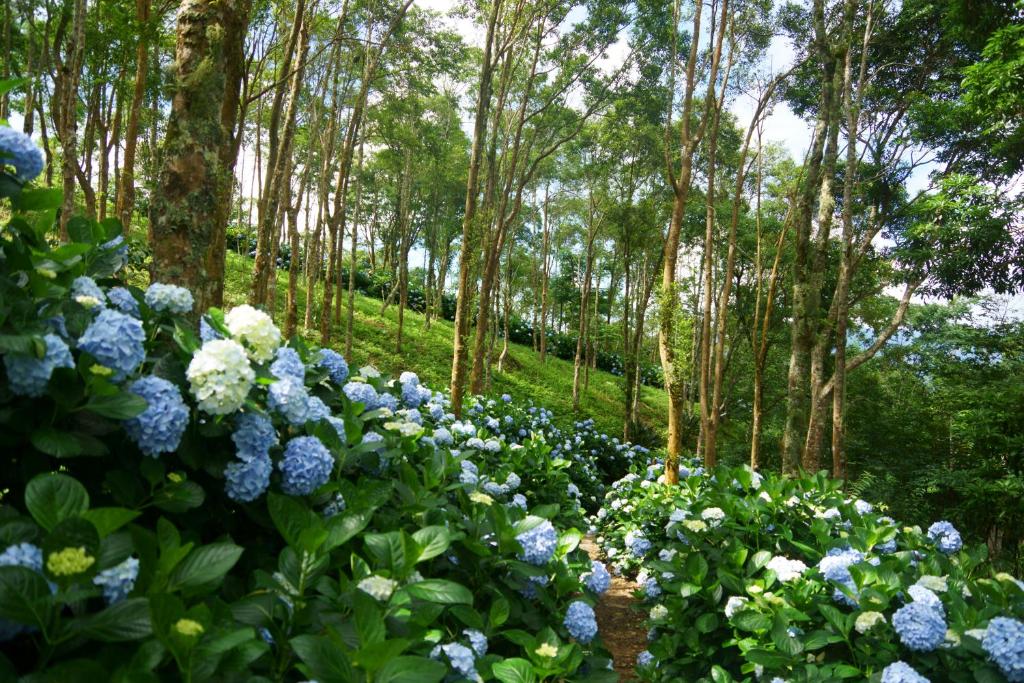 a garden filled with blue flowers and trees at Qingshan Homestay in Taimali