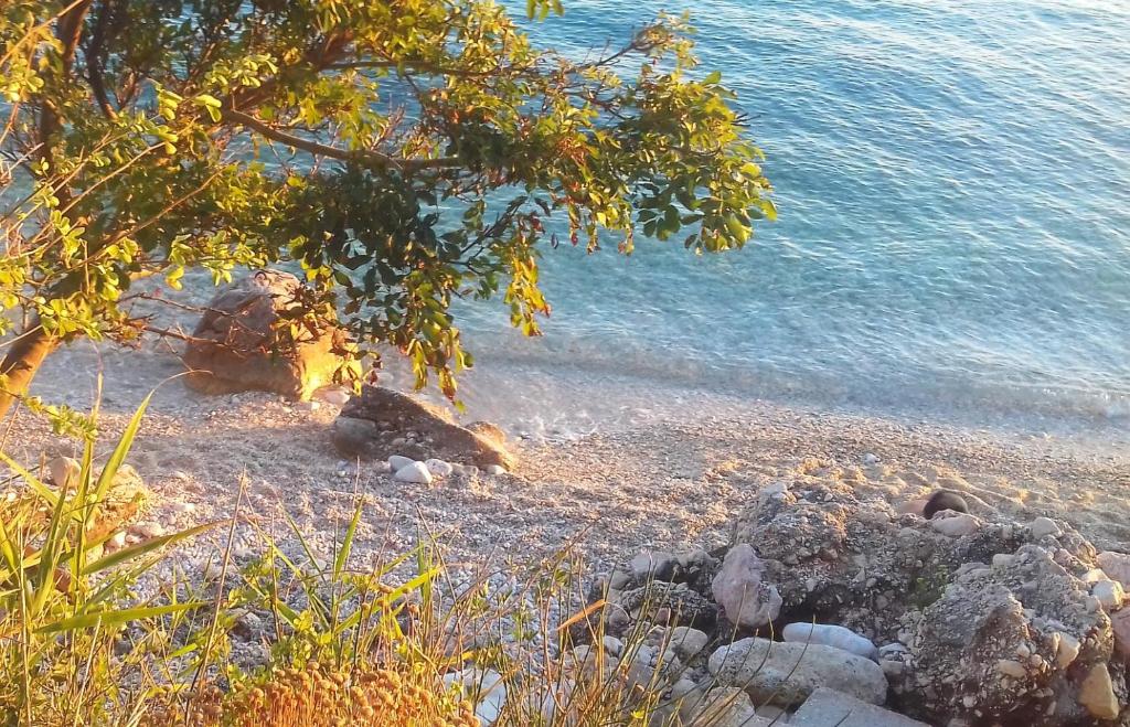 a beach with a tree and the water at MaraMare Apartments in Stara Baška