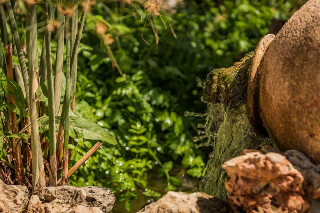 a plant is growing on a rock next to a water fountain at The Residence by the Beach House Marbella in Marbella