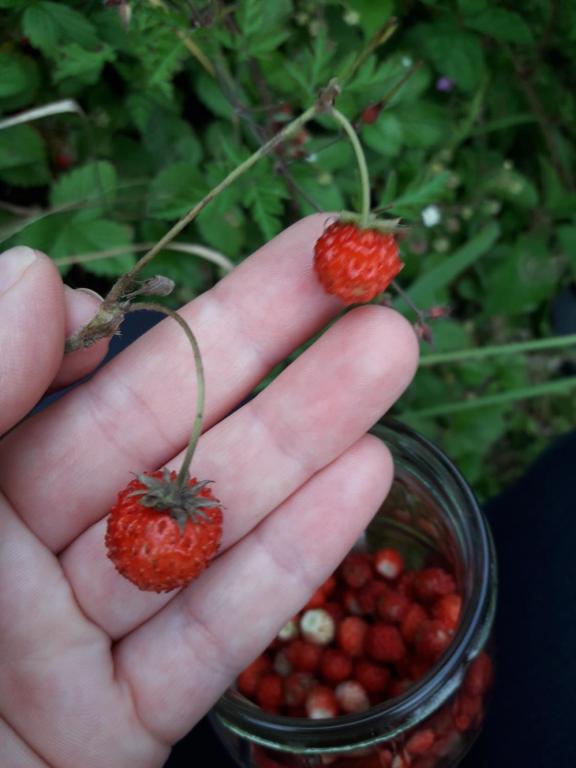 Fotografie z fotogalerie ubytování Sadyba Cherry v destinaci Pilipets