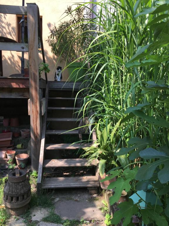 notre maison à Eguisheim – photo 33