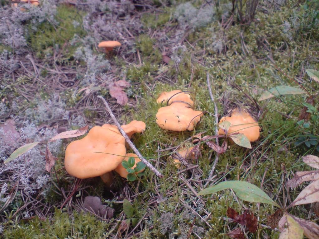 Fotografie z fotogalerie ubytování Hyttingsfabodstugor v destinaci Borlänge